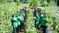Danyonarmed Panen Hasil Budidaya Tanaman Ketahanan Pangan Yonarmed Bogani
