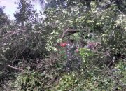 Babinsa Eris Bantu Bersihkan Jalan Akibat Pohon Tumbang