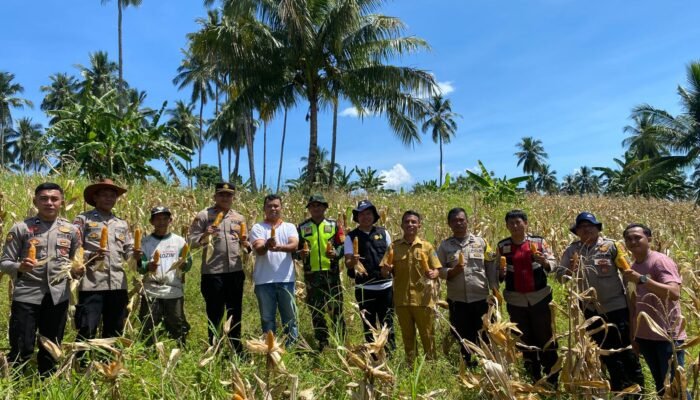 Wujudkan Ketahanan Pangan Nasional, Polsek Wori Gelar Panen Jagung Bersama Kelompok Tani