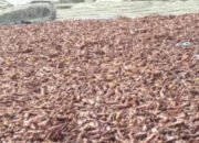 Rocky Wowor: Mudah-mudahan Kenaikkan Harga Cengkih akan Terus Berlanjut