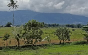 Hasil RDP Komisi 2 DPRD Sulut: Sawah Jangan Ditanami Nilam