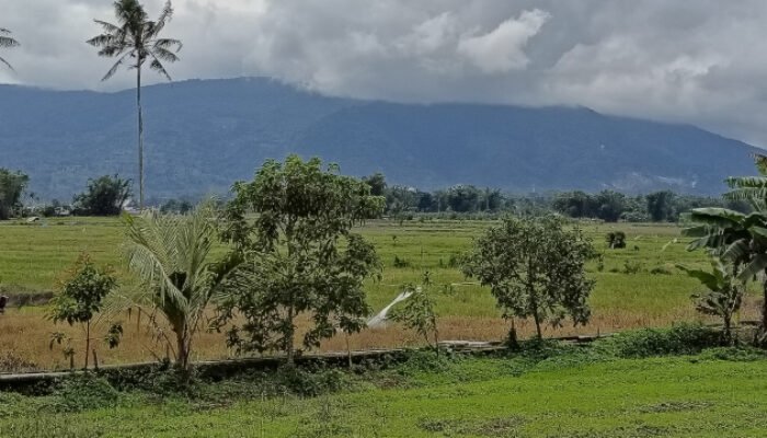 Hasil RDP Komisi 2 DPRD Sulut: Sawah Jangan Ditanami Nilam