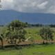 Hasil RDP Komisi 2 DPRD Sulut: Sawah Jangan Ditanami Nilam