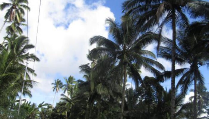 Legislator Sulut Minta Pemerintah Bantu Petani Lakukan Peremajaan Pohon Kelapa