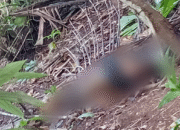 Warga Mahumu II Geger Penemuan Mayat Petani di Kebun Kelapa