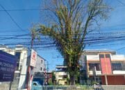 Pohon Tinggi Besar Status Mati Hantui Jalan Samrat