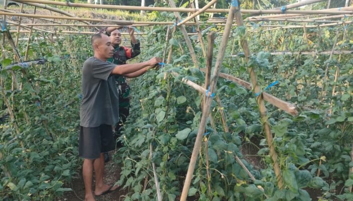 Babinsa Koramil 1301-02/Siau Dampingi Warga Hiung Rawat Tanaman Kacang Panjang
