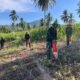 Wujudkan Ketahanan Pangan Nasional, Kikav 10/MSC Sulap Lahan Markas Jadi Kebun Produktif