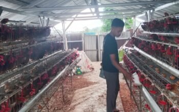 Langkah Nyata Rindam XIII/Merdeka Perkuat Ketahanan Pangan Lewat Sektor Peternakan