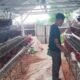 Langkah Nyata Rindam XIII/Merdeka Perkuat Ketahanan Pangan Lewat Sektor Peternakan
