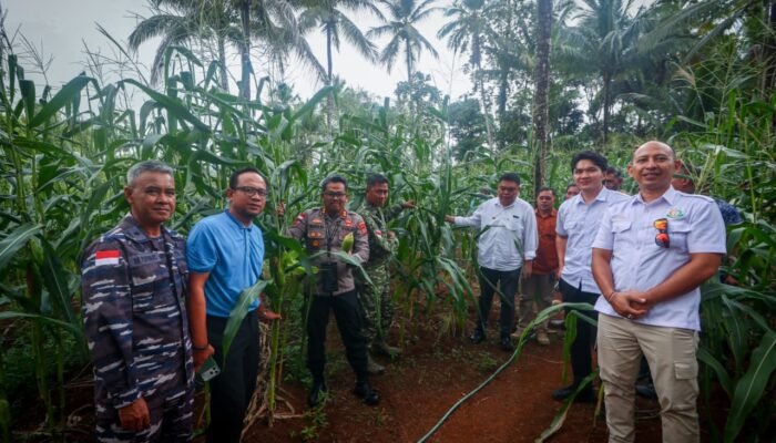 Dandim 1301/Sangihe Hadiri Panen Jagung Serentak Bersama Forkopimda