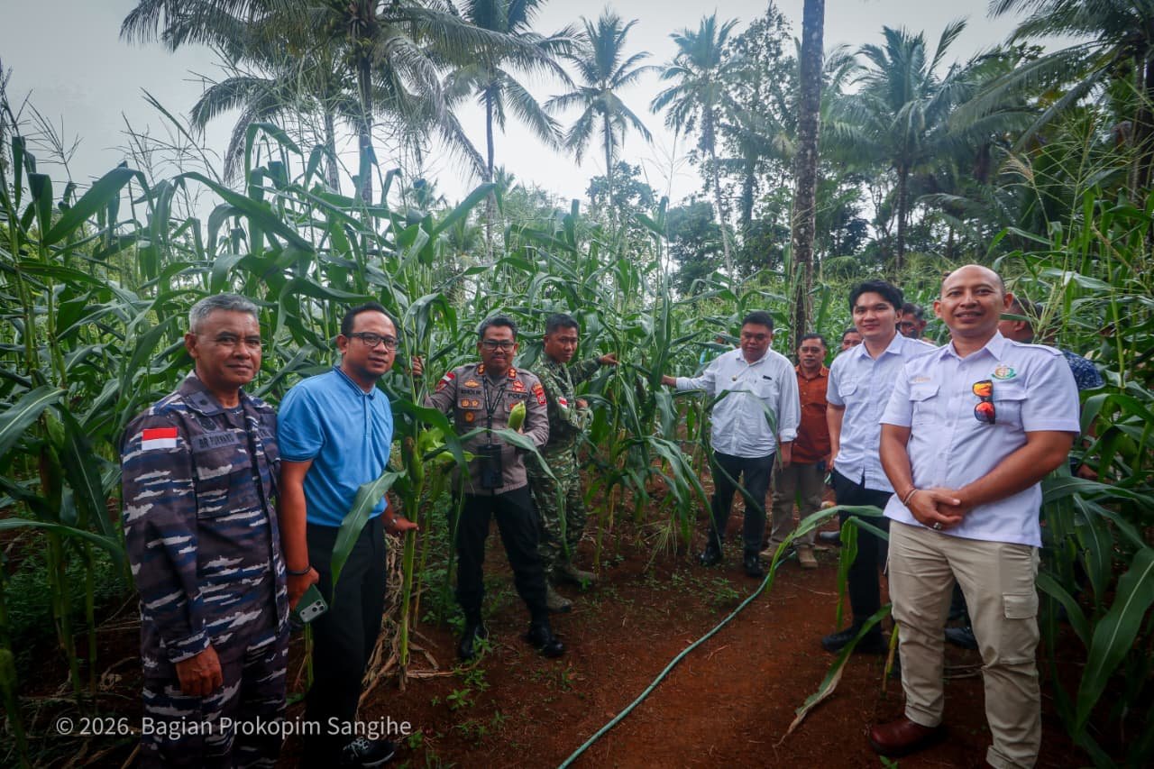 panen jagung