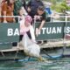 Jelang HUT ke-68 Kodam XIII/Merdeka, Ketua Persit KCK Daerah Merdeka Tebar Benih Ikan Dukung Program Ketahanan Pangan