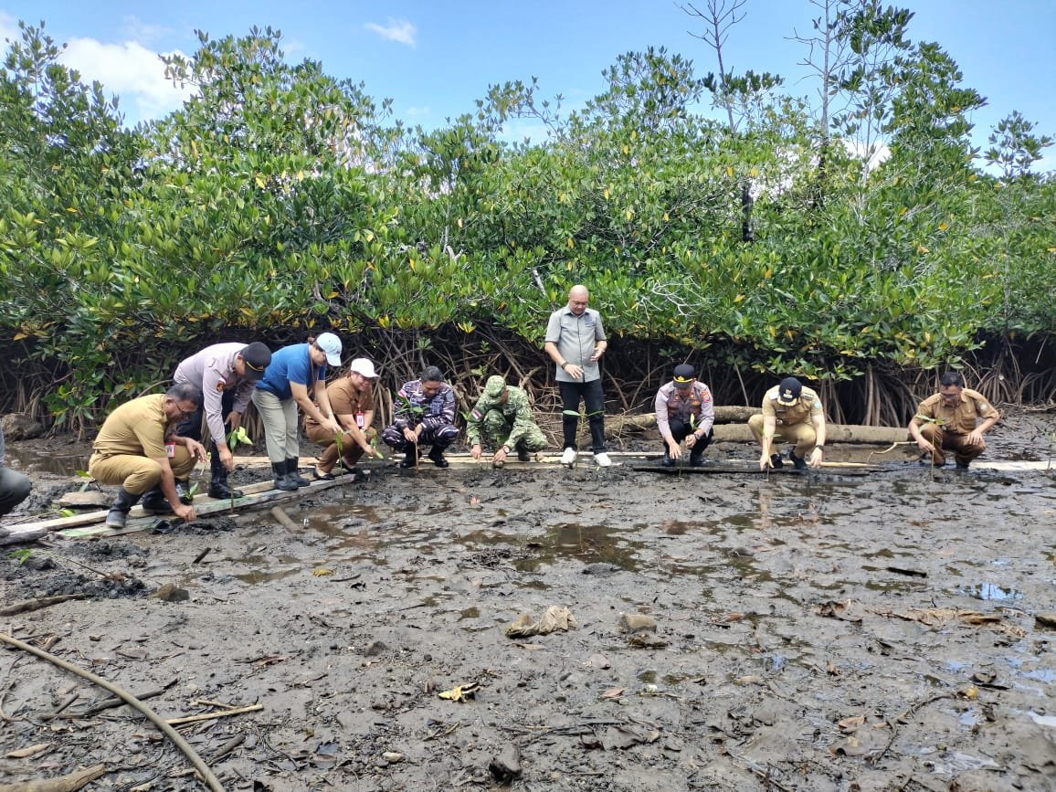 mangrove